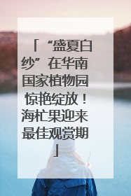 “盛夏白纱”在华南国家植物园惊艳绽放！海杧果迎来最佳观赏期