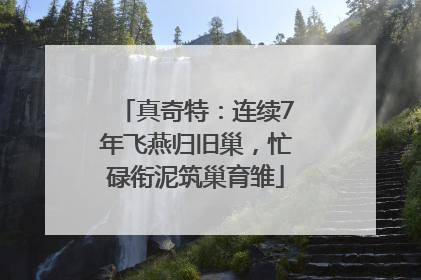 真奇特：连续7年飞燕归旧巢，忙碌衔泥筑巢育雏