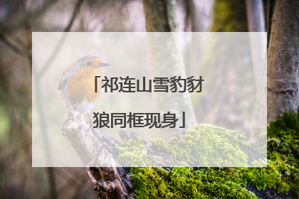 祁连山雪豹豺狼同框现身