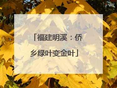 福建明溪：侨乡绿叶变金叶
