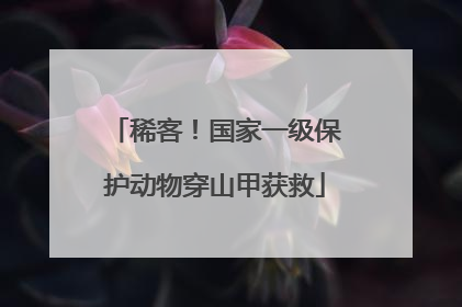 稀客！国家一级保护动物穿山甲获救