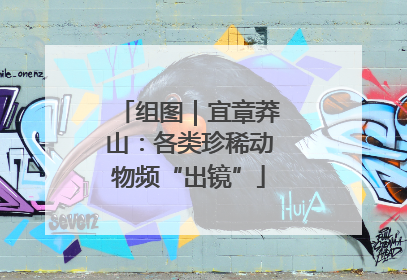 组图｜宜章莽山：各类珍稀动物频“出镜”