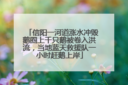 信阳一河道涨水冲毁鹅圈上千只鹅被卷入洪流，当地蓝天救援队一小时赶鹅上岸