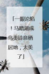 一眼沦陷！马踏湖成鸟类诗意栖居地，太美了