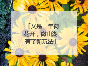 又是一年荷花开，微山湖有了新玩法