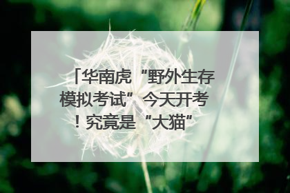 华南虎“野外生存模拟考试”今天开考！究竟是“大猫” 还是顶级猎食者？