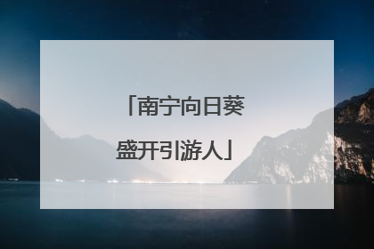 南宁向日葵盛开引游人