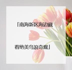 南海新区海边藏着绝美鸟浪奇观