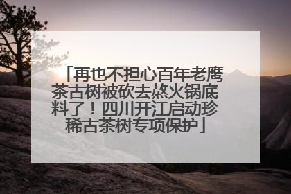 再也不担心百年老鹰茶古树被砍去熬火锅底料了！四川开江启动珍稀古茶树专项保护