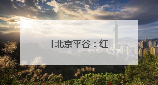 北京平谷：红杏成熟上市