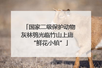 国家二级保护动物灰林鸮光临竹山上庸“鲜花小镇”