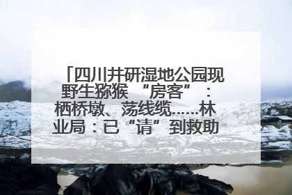 四川井研湿地公园现野生猕猴 “房客”：栖桥墩、荡线缆……林业局：已“请”到救助站，将放归自然
