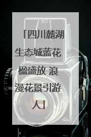 四川麓湖生态城蓝花楹盛放 浪漫花景引游人