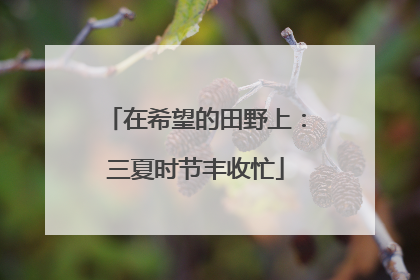 在希望的田野上：三夏时节丰收忙