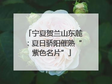 宁夏贺兰山东麓：夏日骄阳催熟“紫色名片”