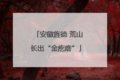 安徽旌德 荒山长出“金疙瘩”