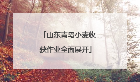 山东青岛小麦收获作业全面展开