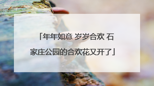 年年如意 岁岁合欢 石家庄公园的合欢花又开了