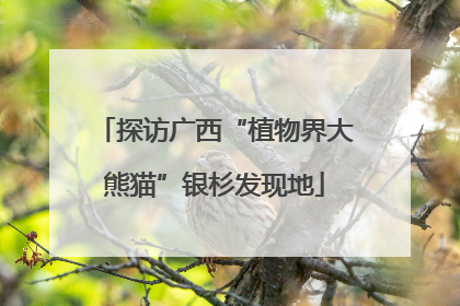 探访广西“植物界大熊猫”银杉发现地