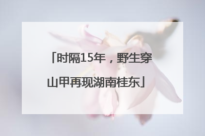 时隔15年，野生穿山甲再现湖南桂东