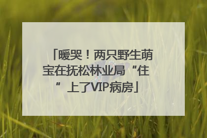 暖哭！两只野生萌宝在抚松林业局“住”上了VIP病房