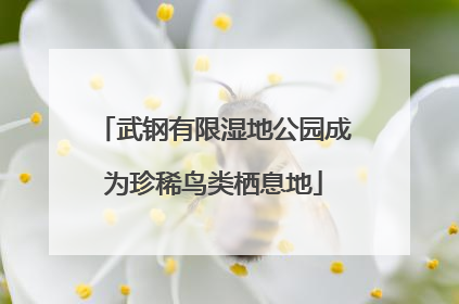武钢有限湿地公园成为珍稀鸟类栖息地