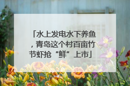 水上发电水下养鱼，青岛这个村百亩竹节虾抢“鲜”上市