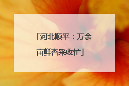 河北顺平：万余亩鲜杏采收忙