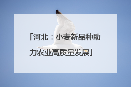 河北：小麦新品种助力农业高质量发展