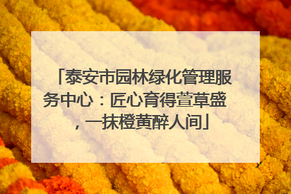 泰安市园林绿化管理服务中心：匠心育得萱草盛，一抹橙黄醉人间