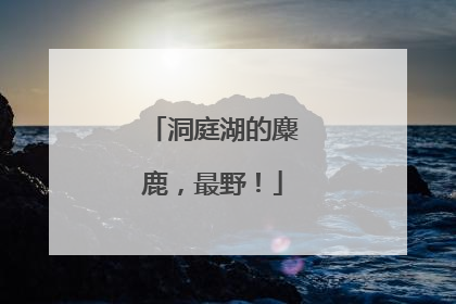 洞庭湖的麋鹿，最野！
