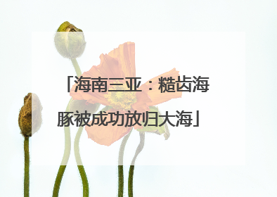 海南三亚：糙齿海豚被成功放归大海