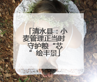 清水县：小麦管理正当时 守护粮“芯”绘丰景