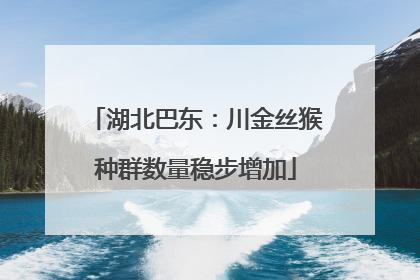 湖北巴东：川金丝猴种群数量稳步增加
