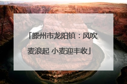 滕州市龙阳镇：风吹麦浪起 小麦迎丰收