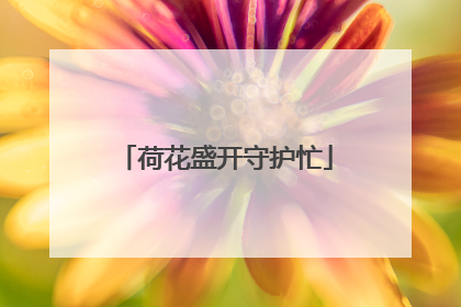 荷花盛开守护忙