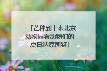芒种到丨来北京动物园看动物们的夏日纳凉图鉴