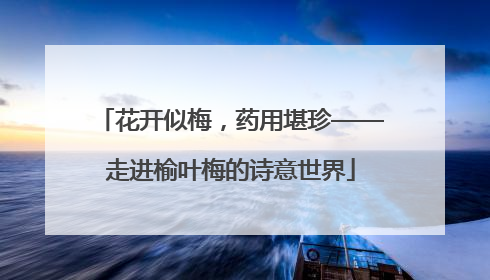 花开似梅，药用堪珍——走进榆叶梅的诗意世界
