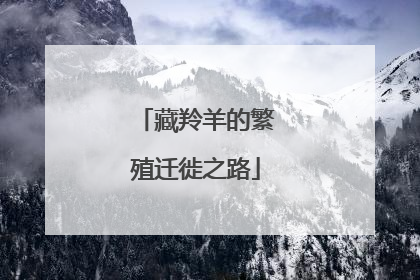 藏羚羊的繁殖迁徙之路