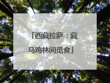 西藏拉萨：藏马鸡林间觅食