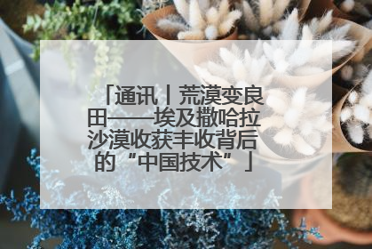 通讯丨荒漠变良田——埃及撒哈拉沙漠收获丰收背后的“中国技术”