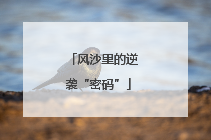 风沙里的逆袭“密码”