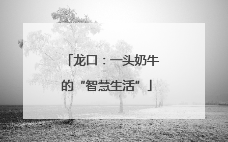 龙口：一头奶牛的“智慧生活”