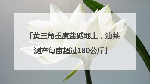 黄三角重度盐碱地上，油菜测产每亩超过180公斤