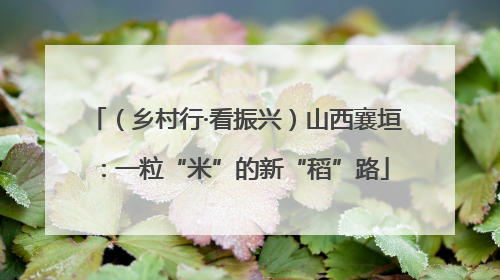 （乡村行·看振兴）山西襄垣：一粒“米”的新“稻”路