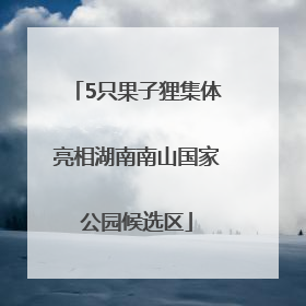 5只果子狸集体亮相湖南南山国家公园候选区